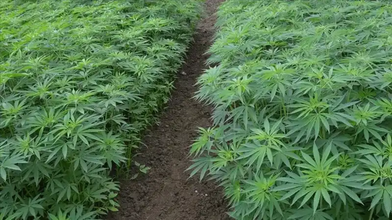 Kenevir Yetiştiriciliğinde Tarihi Gelişme: 21 İl İçin Resmi Gazete'den Onay