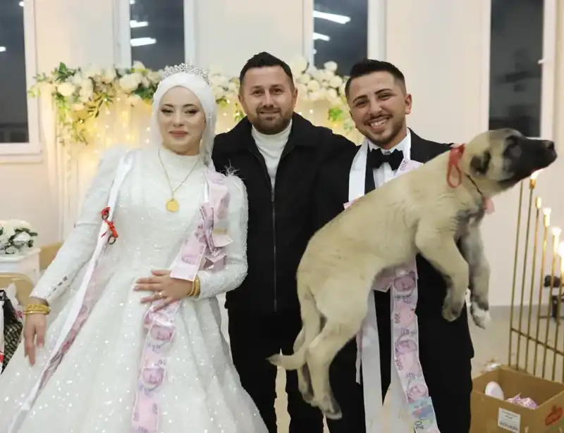 Düğün Gelini ve Damat Yerine Choco Adında Bir Çoban Köpeği Aldı!
