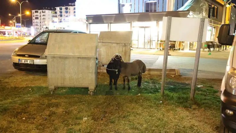 Mor Karaman Koyunları, Doğanın Ortasında Kendi Kaderine Terk Edildi!