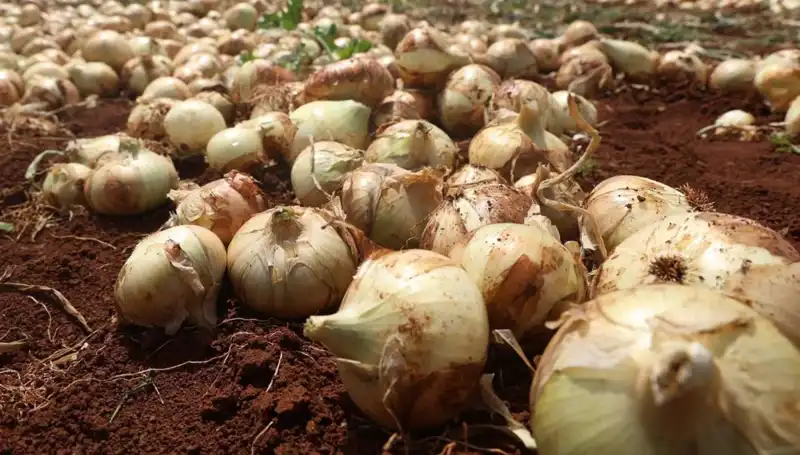 Hatay'da Soğan Hasadı Başladı: Rekolte Çiftçileri Sevindiriyor!