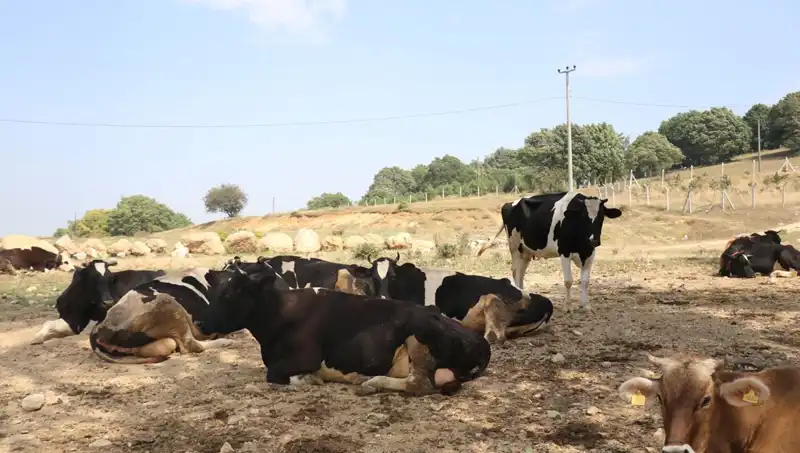 Şap Hastalığına Karşı Acil Önlem: 22 Köyde Giriş Çıkış Yasaklandı