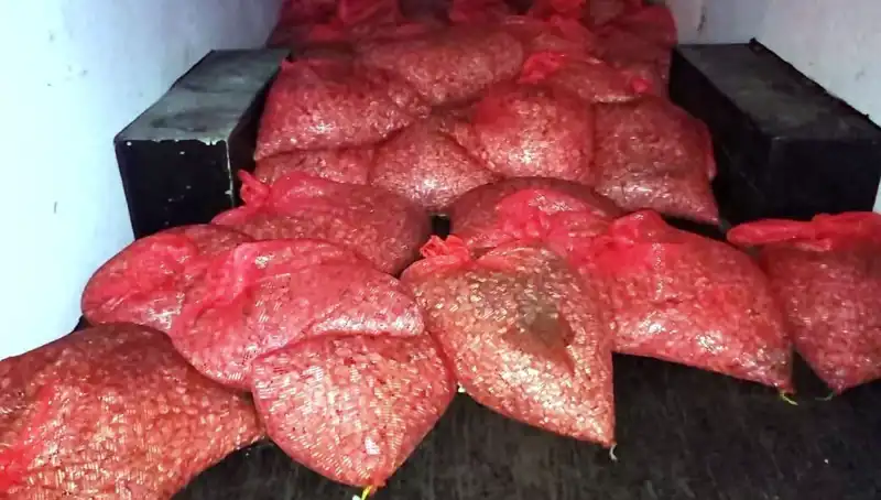 Samsun'da Kaçak Midye Operasyonu: 1,5 Ton Ele Geçirildi!
