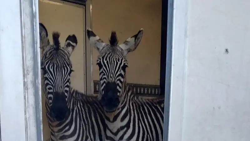 Sınırda Durdurulan Minibüsten Sıradışı Hayvanlar Çıktı: Zebra, Maymun, Antilop ve Kuğu!