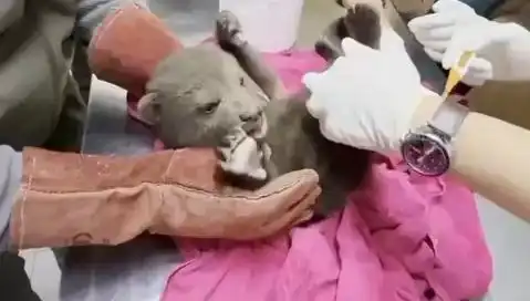 Karabük’te Yavru Bozayı Bulundu: Doğanın Eşsiz Mucizesi
