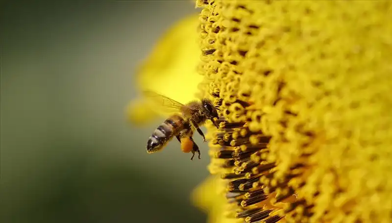 Kır Çiçeklerinde Zehir: Arı Ölümlerinin Korkutucu Sebebi Ortaya Çıktı!
