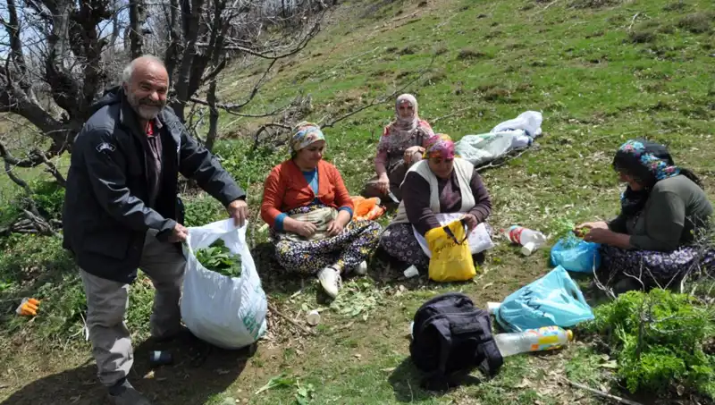 Doğadan Toplanan Nadir Besin: Kilosu 250 Lira Olan Çilekler Aileleri Destekliyor
