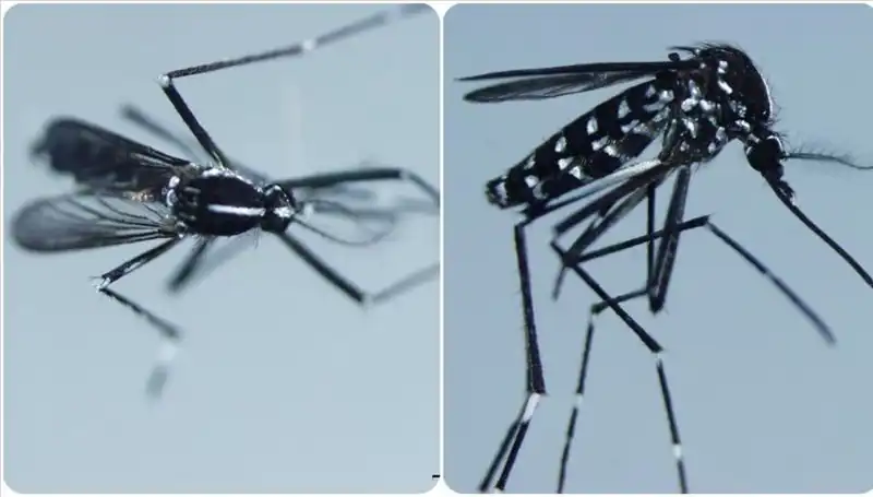 Chikungunya Virüsü: Dünyada Hangi Ülkeler Etkileniyor?