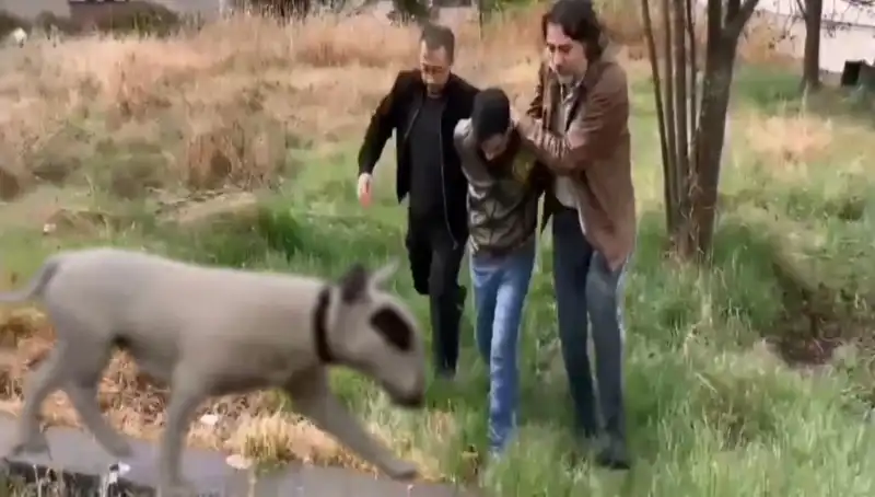 430 Bin Liralık Şampiyon Köpek Hırsızlığı: Hırsız Kıskıvrak Yakalandı!