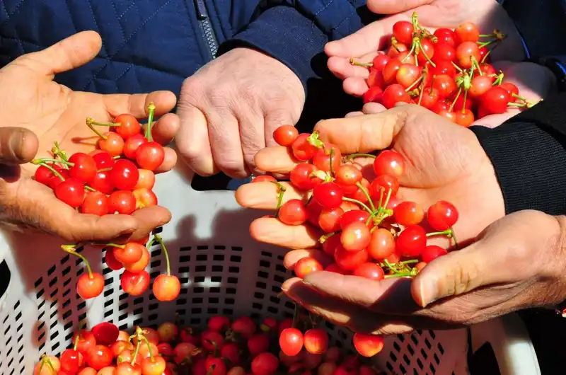 İlk Hasat Heyecanı: Kilosu 3.500 TL’den Alıcı Buldu