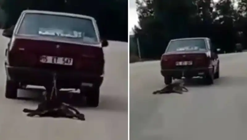 Sürüklenen Köpek Olup Olmadığına Dikkat Edin: Bu Olay Herkesi Şok Etti!