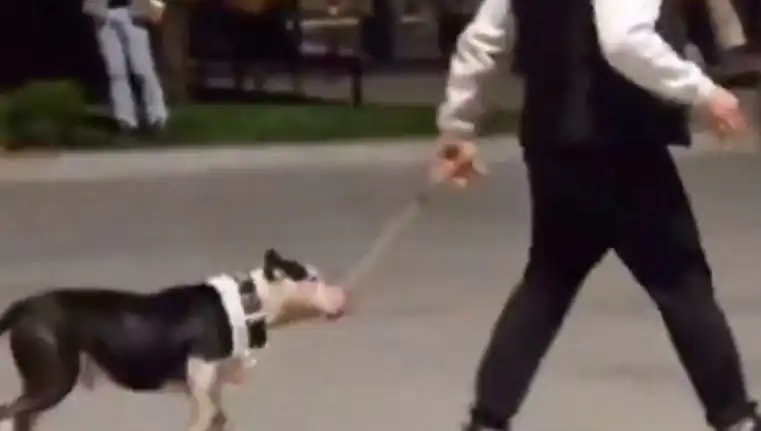 Ağızlıksız Pitbull'un Saldırısı: Sahibi Ödenmesi Gereken Cezayla Yüzleşiyor