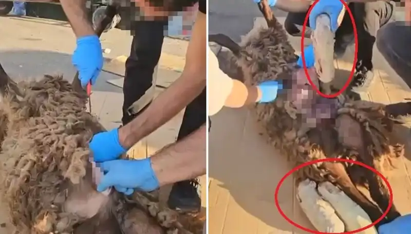 Zehir Tacirlerinin Şok Edici Oyunları: Ölü Koyunun Karnında Ne Vardı?