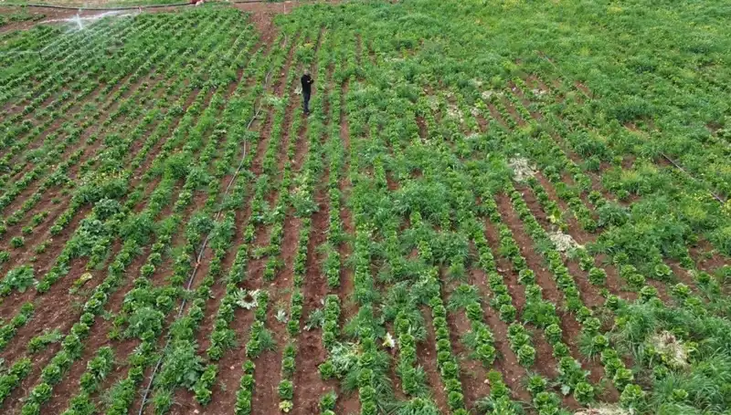 Kuraklık, Marul Hasadını Tehdit Ediyor: Üreticiler Ne Yapacak?