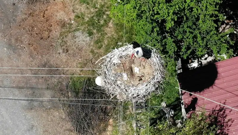Baharın Müjdecisi: 22 Yıldır Aynı Yuva, Doğanın Dönüşüne Tanıklık Ediyor!