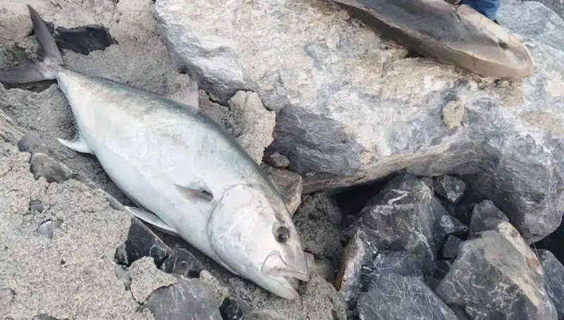 65 Kilo Oltayla Yakalanan Balık, Avcısına 18 Bin TL Kazandırdı!