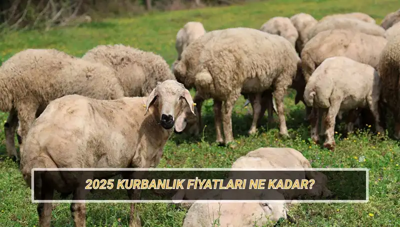 2025 Kurban Fiyatları: Büyükbaş ve Küçükbaş Kurbanlıklar Ne Kadar Olacak?