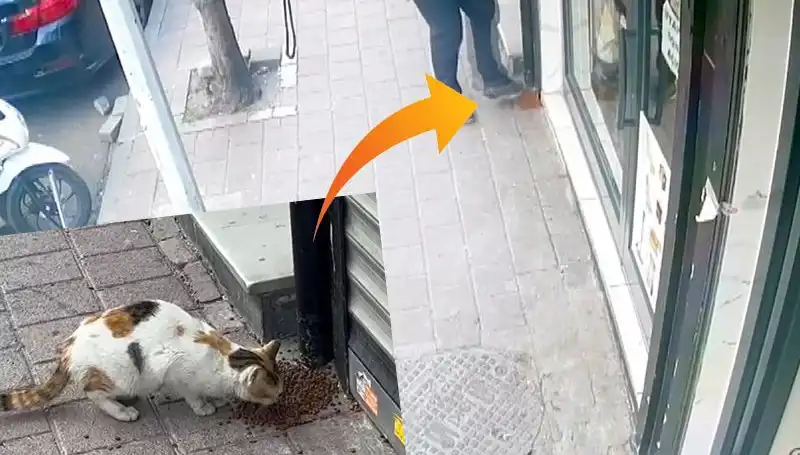 Kedilerin Mamalarını Dağıtan Gizemli Hırsız Kim?
