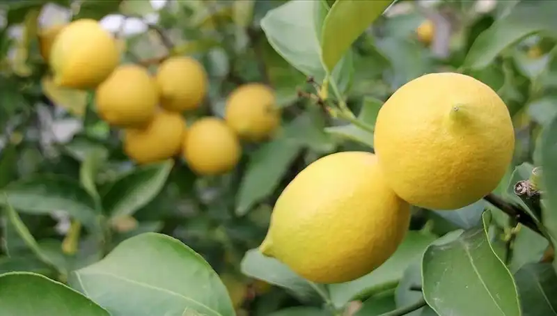 Limon Fiyatları Neden Bu Kadar Yükseldi? Adet Fiyatı 24 Lira!