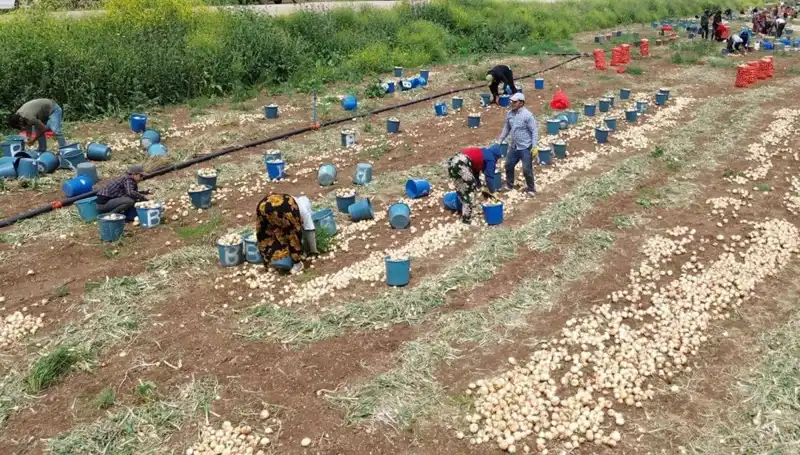 Soğan Hasadı Başladı: Fiyatlarda Düşüş ve Pazar Etkileri